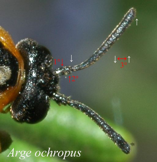 Arge ochropus